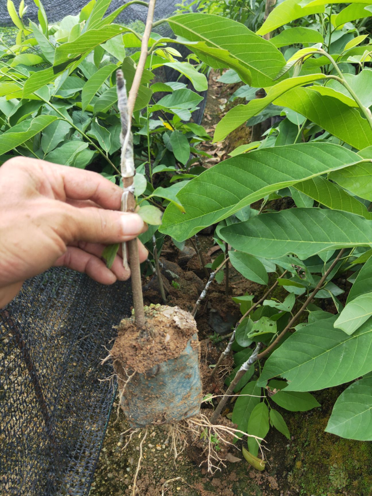 释迦果苗  AP（平粼）释迦杯苗