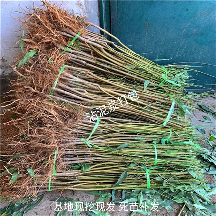  红密桃树苗嫁接苗包品种包成活率包挂果保证纯度死苗补发基地发货