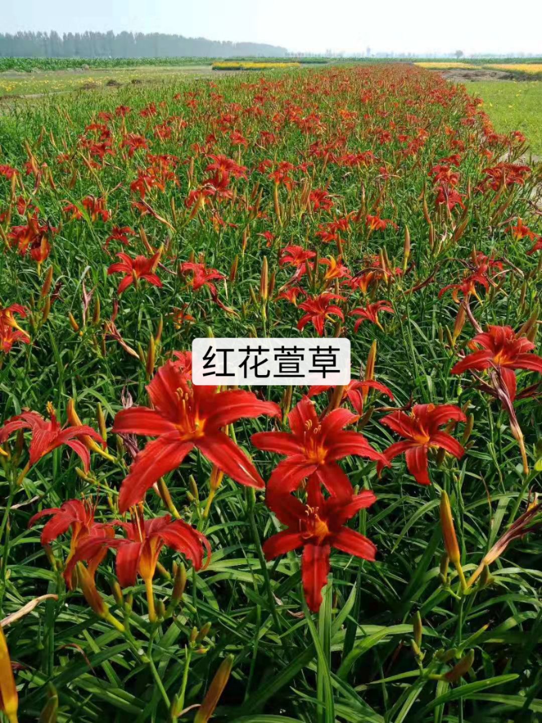 台安县大量出售红花萱草