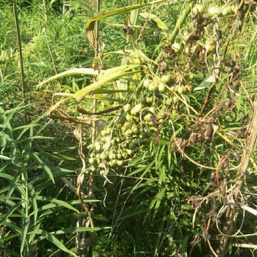咸丰县黄精种子 发芽率高，品种质地优良
