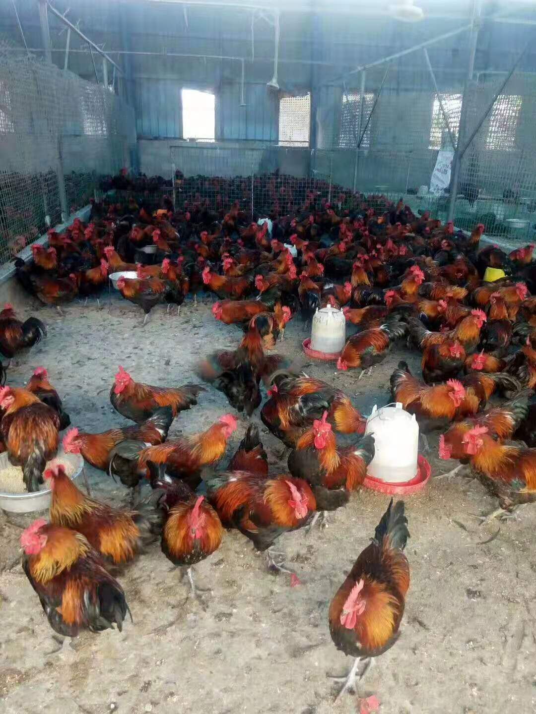  黑瑶鸡苗