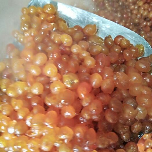 永春县金桔蜜饯 永春特产金桔