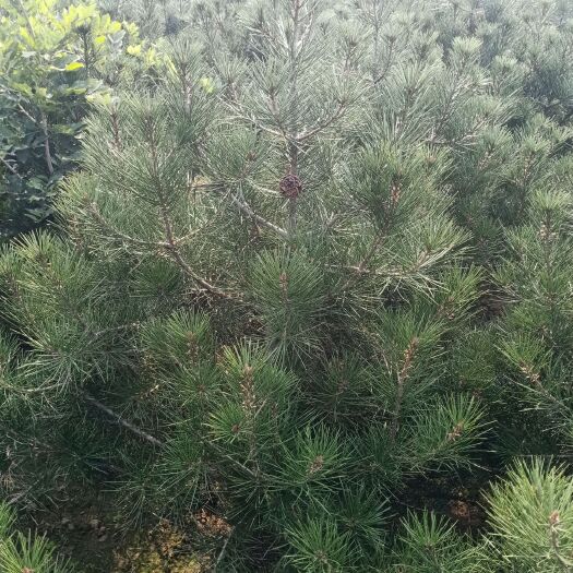 泰安 自产自销精品白皮松