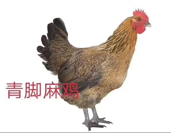 麻鸡苗 麻鸡   青脚快速麻鸡（脱温母苗）