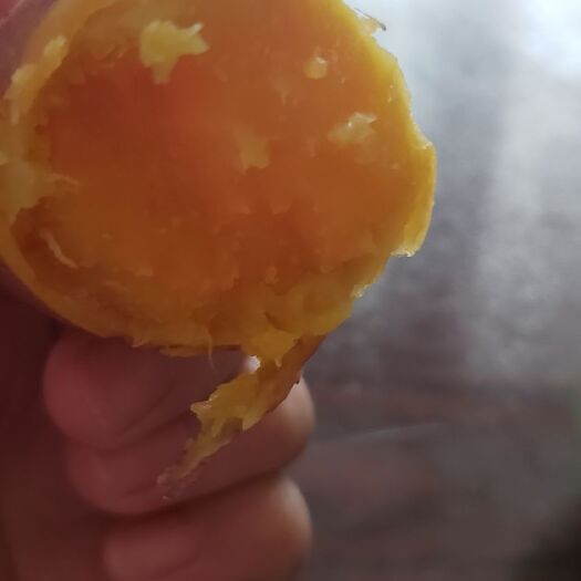 大连烟薯25 烟薯地瓜