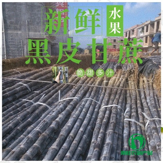 博白县 广西黑皮甘蔗 大量现货