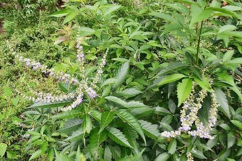来宾荆叶茶 野生中草药，没有任何人工化肥及农药，润肺，去湿解表