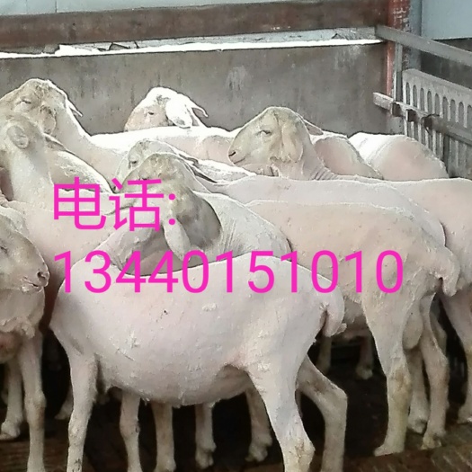 南充湖羊 真心购买请先到场看货，看货后两天付定金，运费由买家负担。