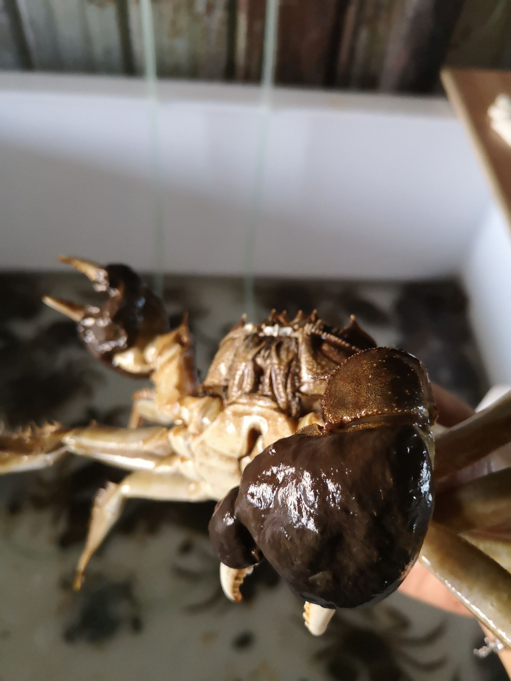  大闸蟹