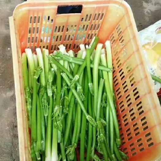 广昌县 泽泻花