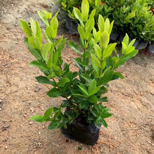 漳浦县 小叶龙船花7斤袋