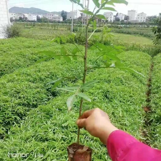 广元 九叶青花椒苗