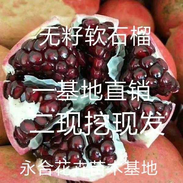  黑美人石榴苗，软籽，基地直销，糖度高，口感好，