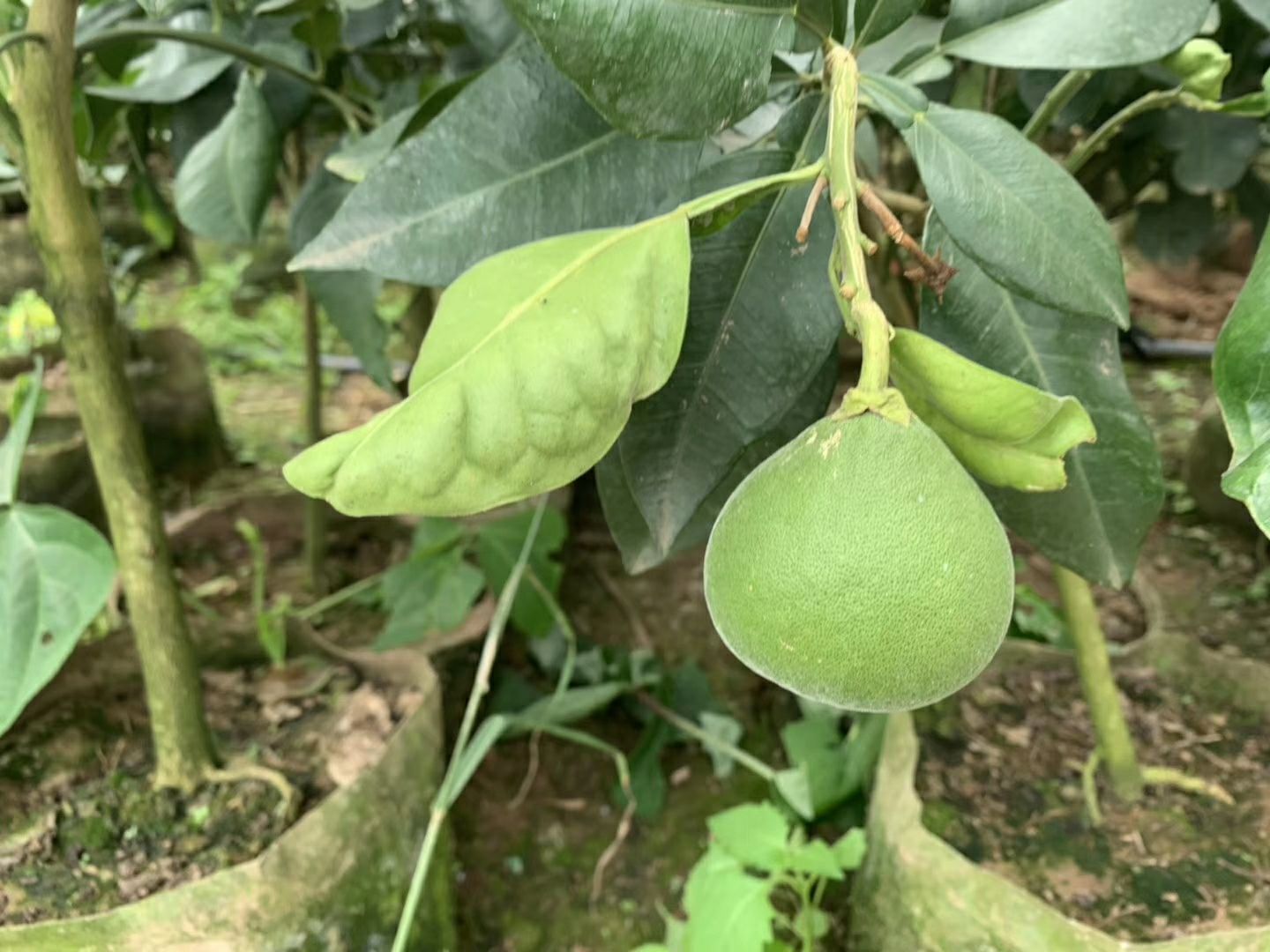  泰国青柚苗，红宝石青柚苗，欢迎洽谈合作，可签订协议合同