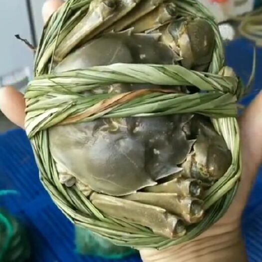 苏州 苏州阳澄湖镇大闸蟹