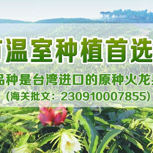 寿光市红心火龙果苗 原种红心火龙果，个大味甜皮薄