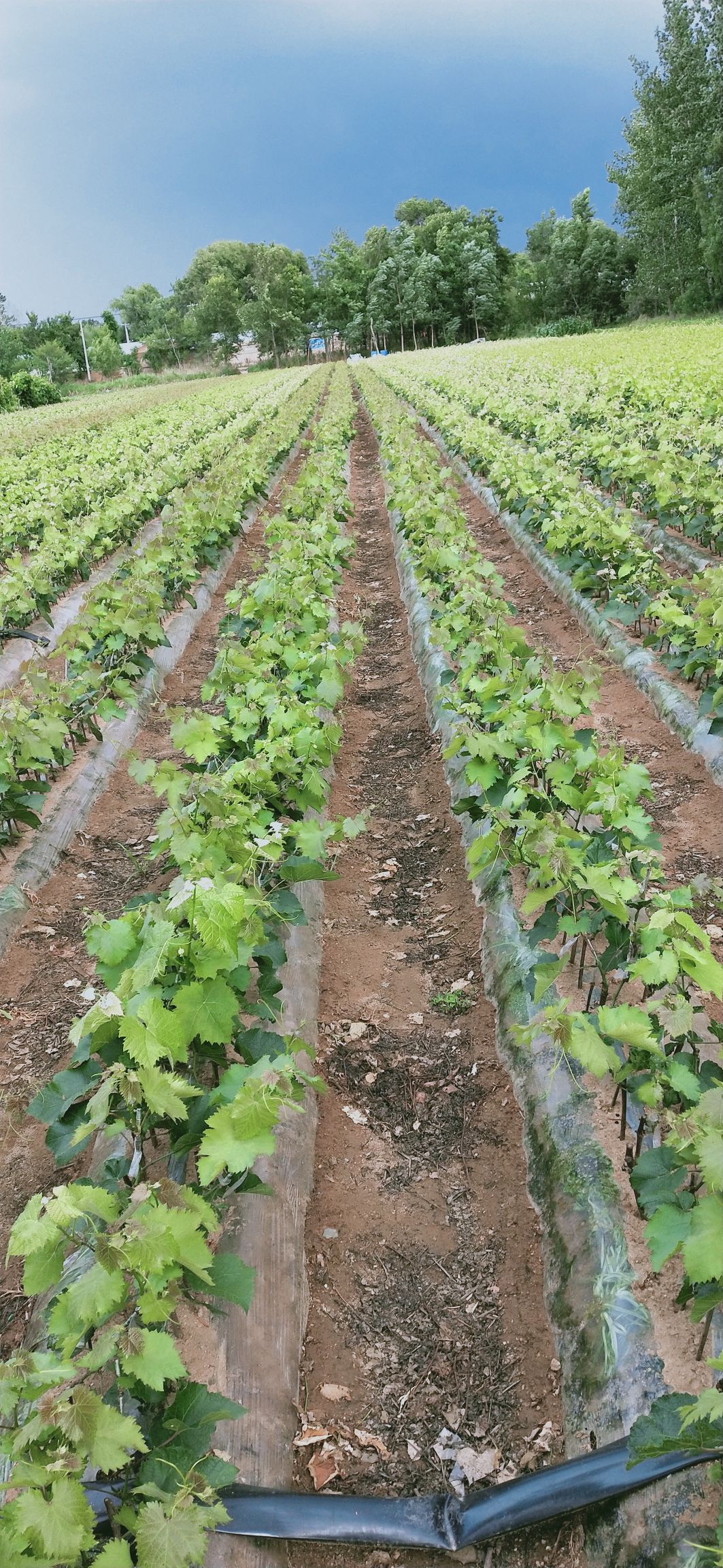 深红无籽葡萄苗