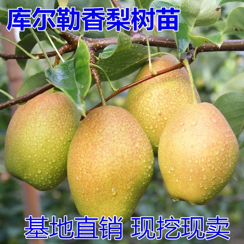 平邑县 嫁接梨树苗库尔勒香梨树苗新疆香梨果树苗当年结果南方北方种植