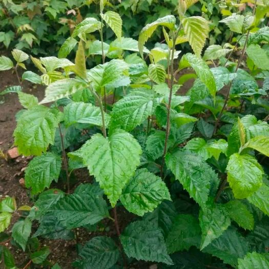桓仁县出售水榆花楸苗 花楸苗