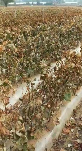 深红无籽葡萄苗