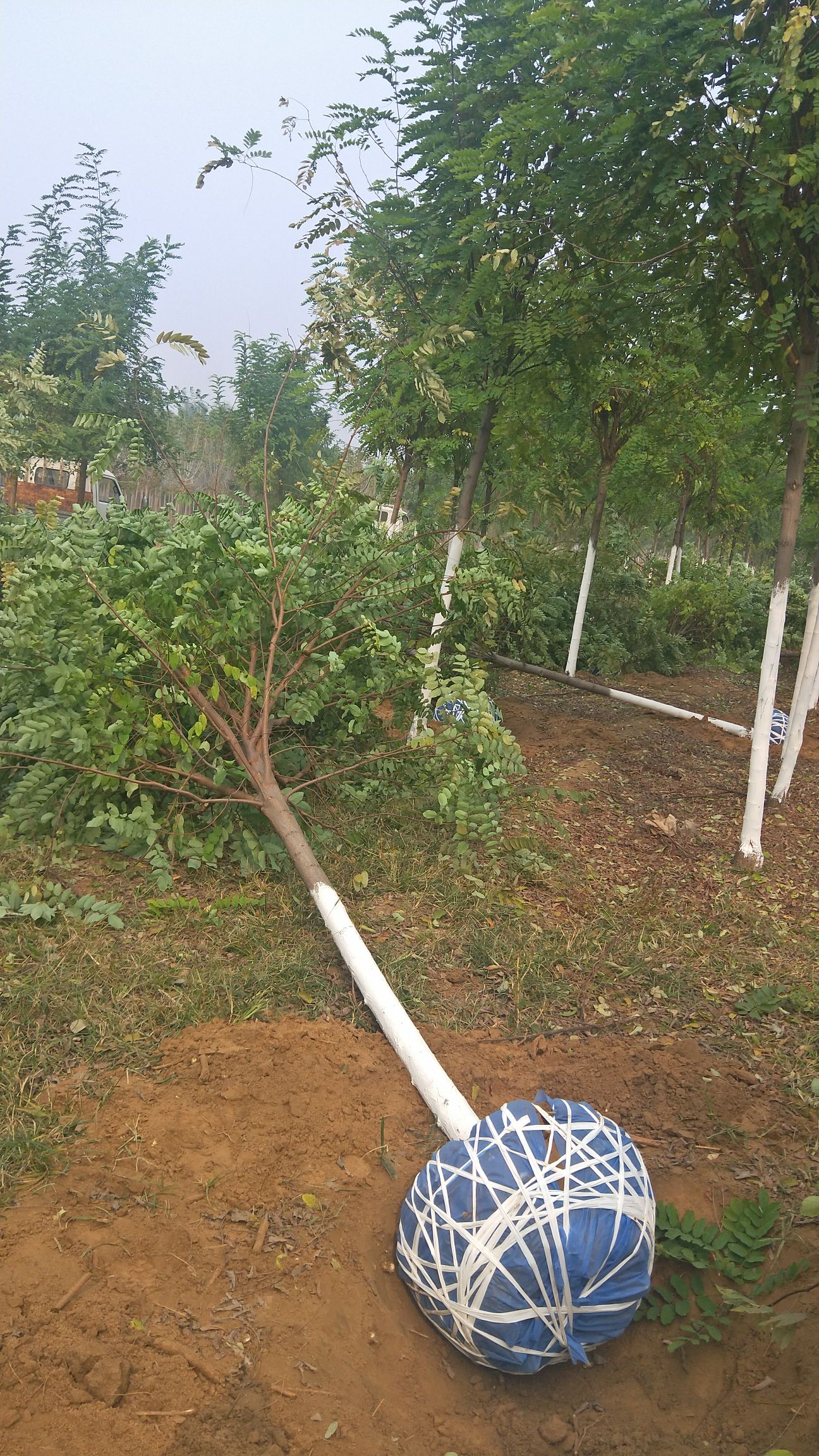  8公分香花槐挖树中