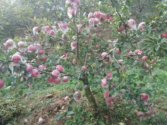 虞城县红富士苹果 自己家种植的，天然无公害，是绿色食品，希望老板们联系？