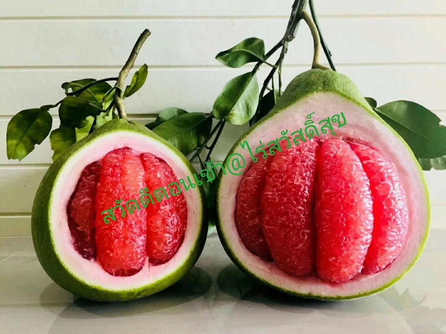  泰国青柚苗，红宝石青柚苗，欢迎洽谈合作，可签订协议合同