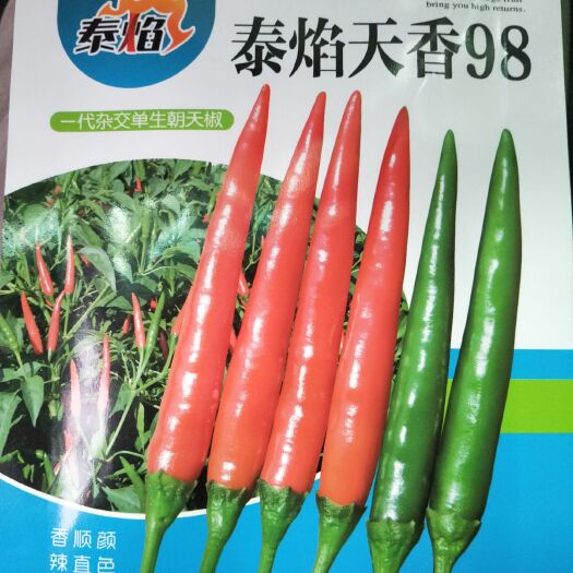 商丘朝天椒种子  大果最火艳红朝天椒椒/辣椒种子–天香系列