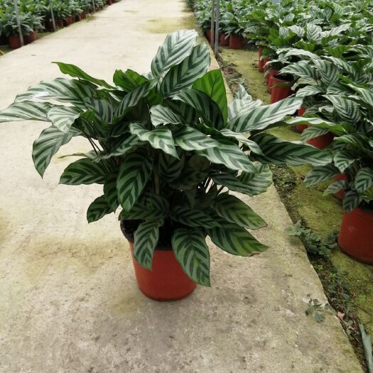 成都 翠叶竹芋