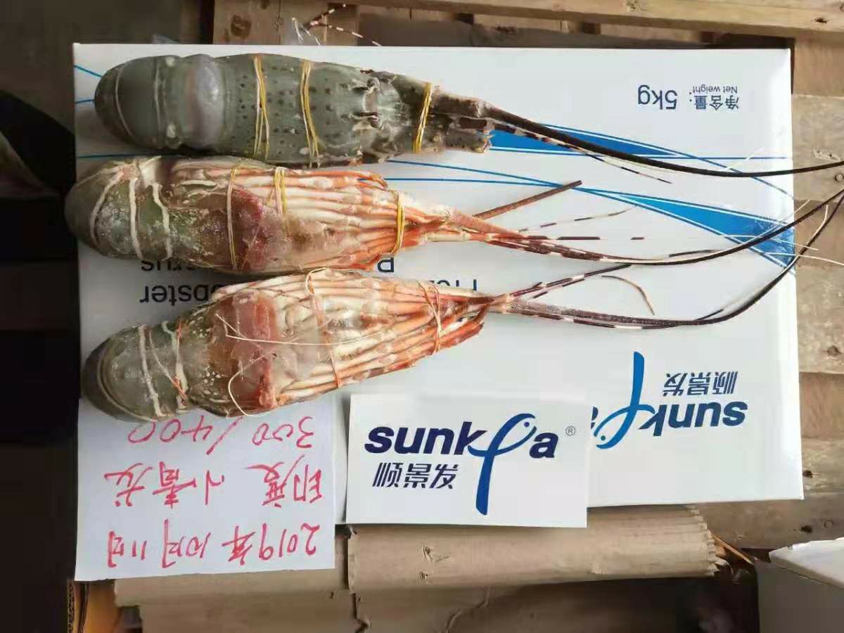 小青龙虾 印度小青龙，现货发售