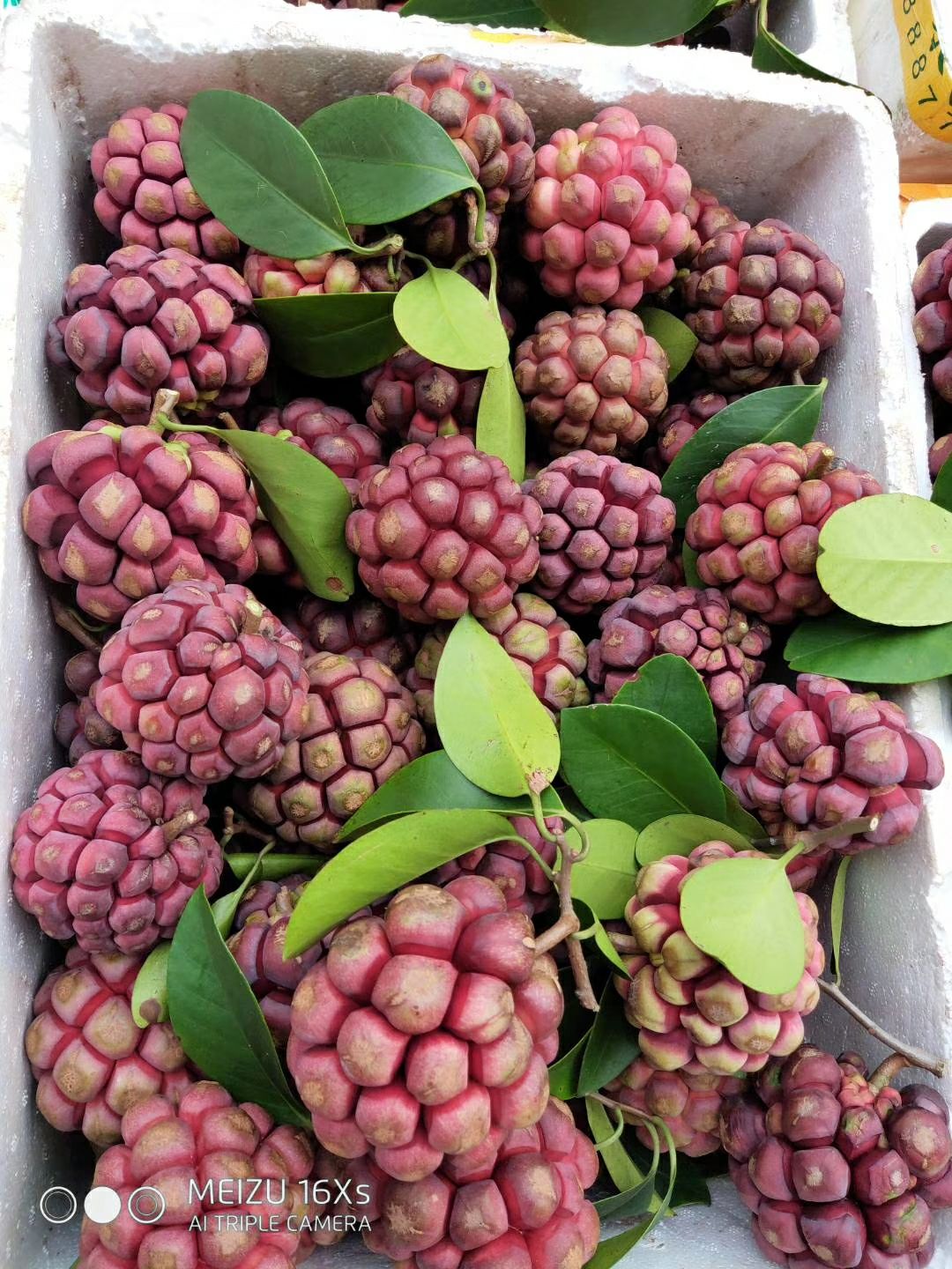 黑老虎果 好第二批果开始采摘了