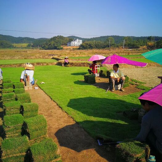 郴州马尼拉草皮