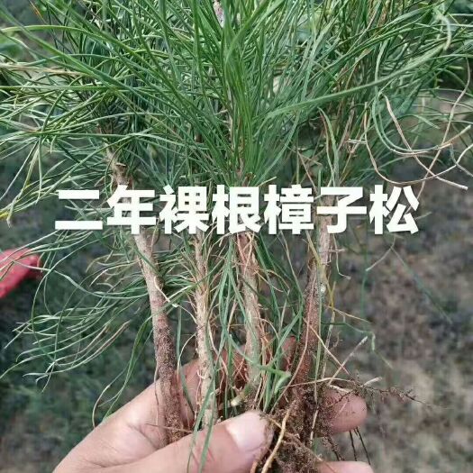 新宾县樟子松 二年生原床苗，二年年生移床苗，高度在15-25公分有量