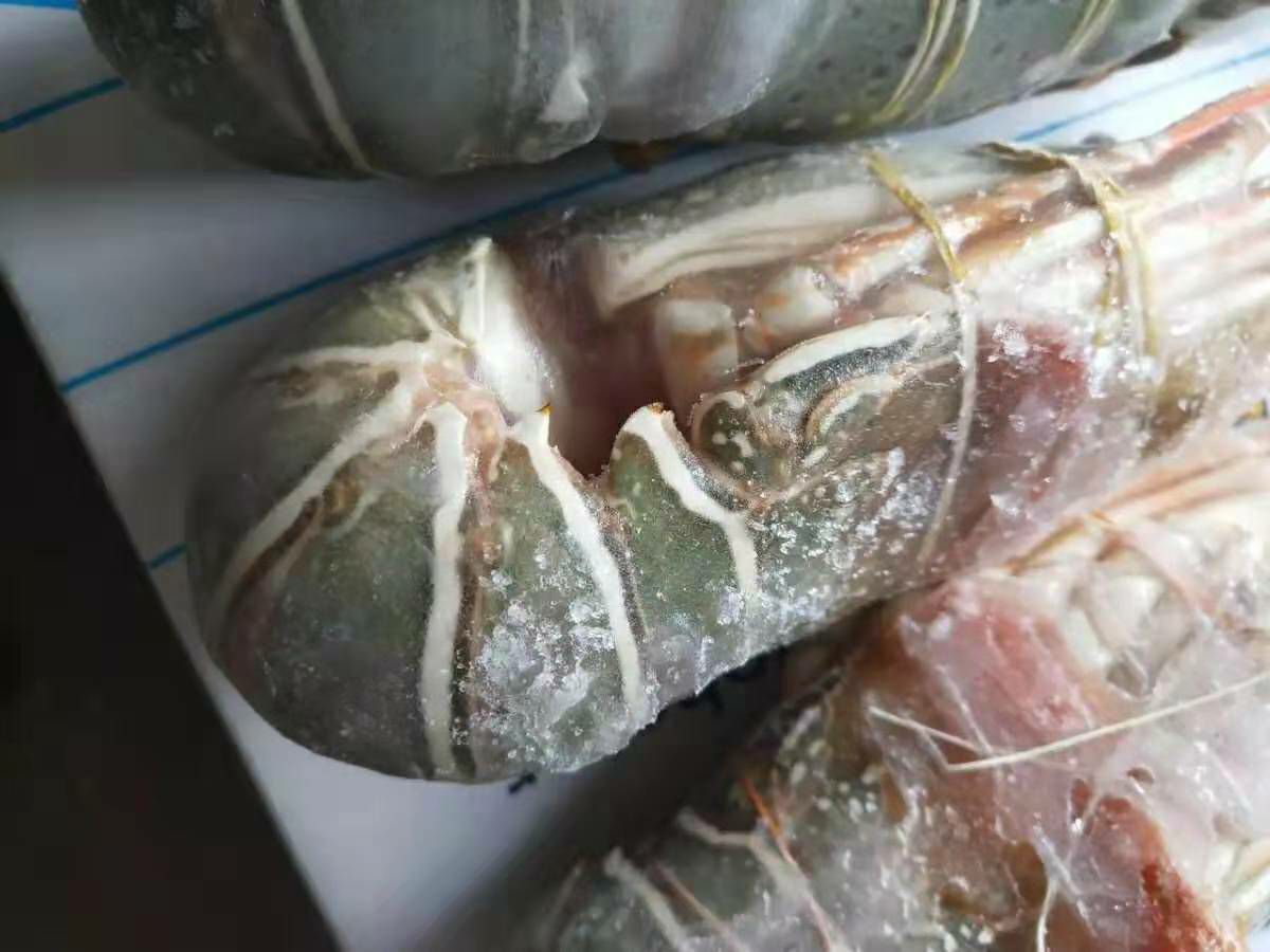 小青龙虾 印度小青龙，现货发售