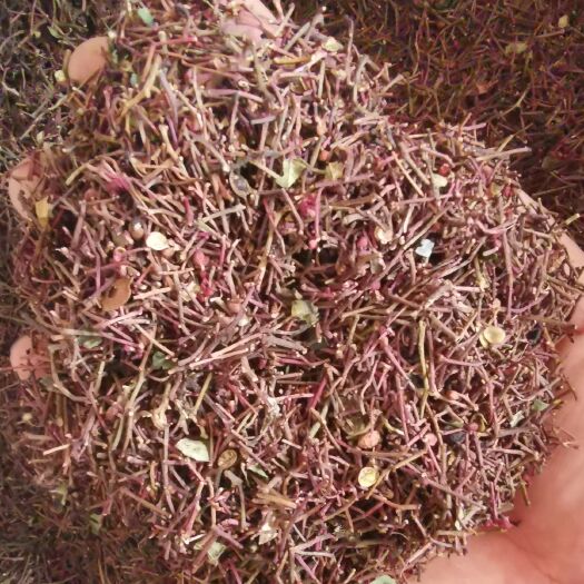 陇南花椒叶   花椒杆子 花椒把 打粉专用 泡脚花椒