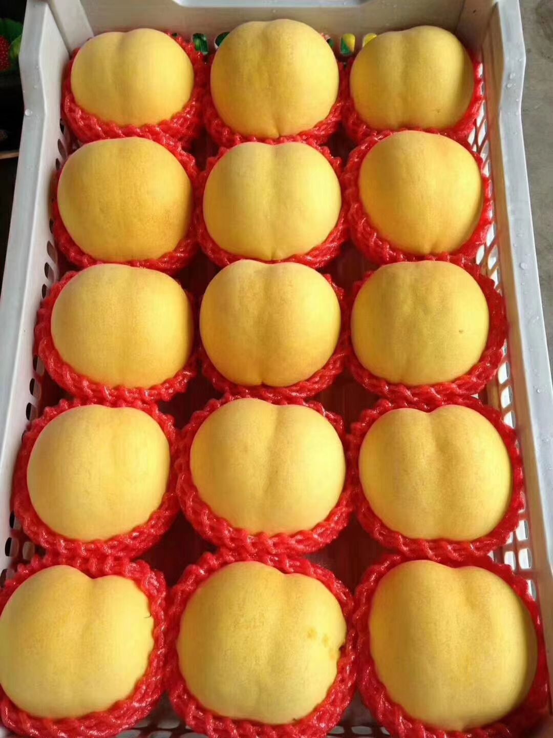  桃树苗 嫁接黄桃树苗 南非晚熟黄桃树苗 假一赔十