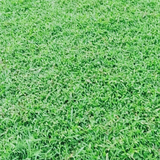 广州大叶油草