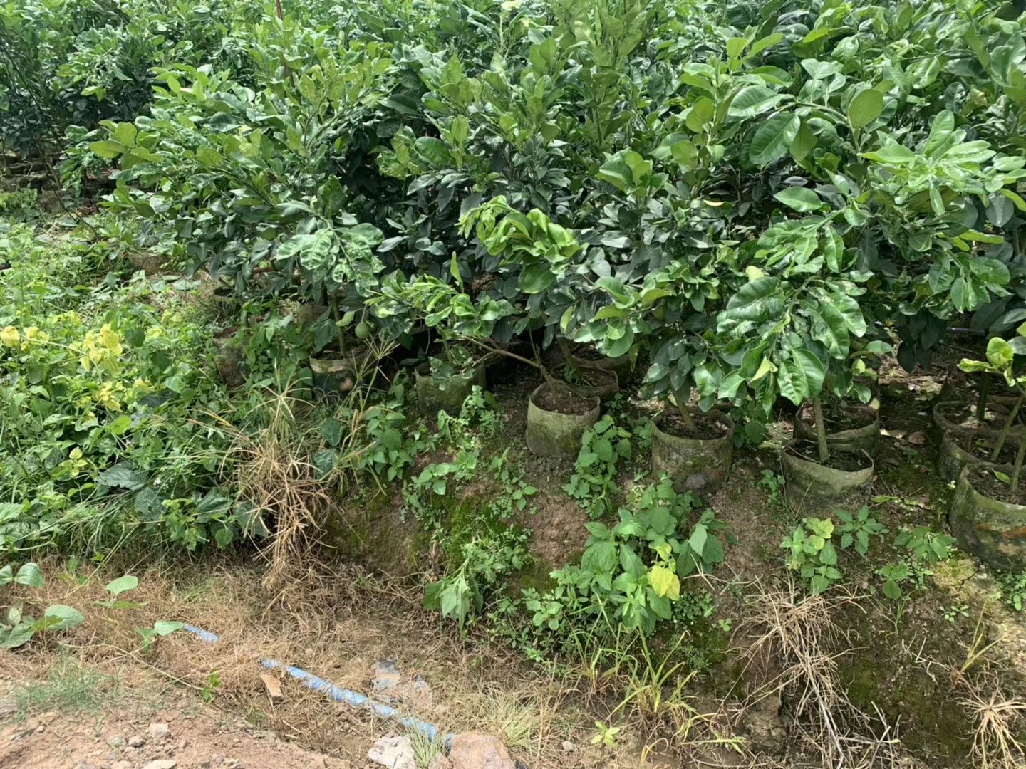  泰国青柚苗，红宝石青柚苗，欢迎洽谈合作，可签订协议合同