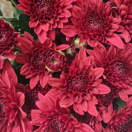 昆明小雏菊，多头小菊，鲜切花，品种齐全，10支一束