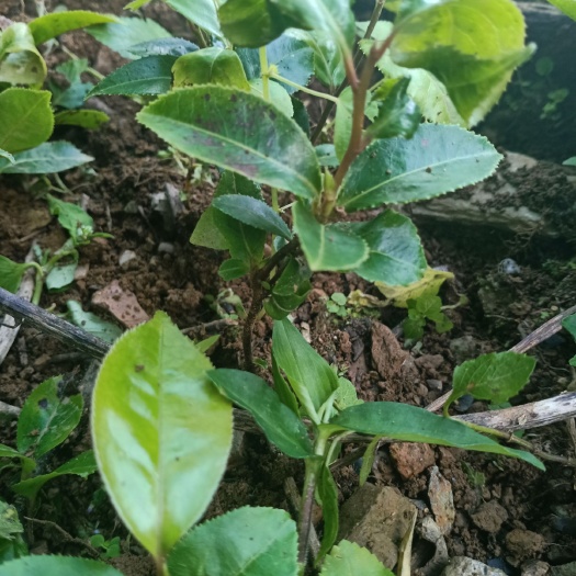 新平县 茶花苗。山茶花苗