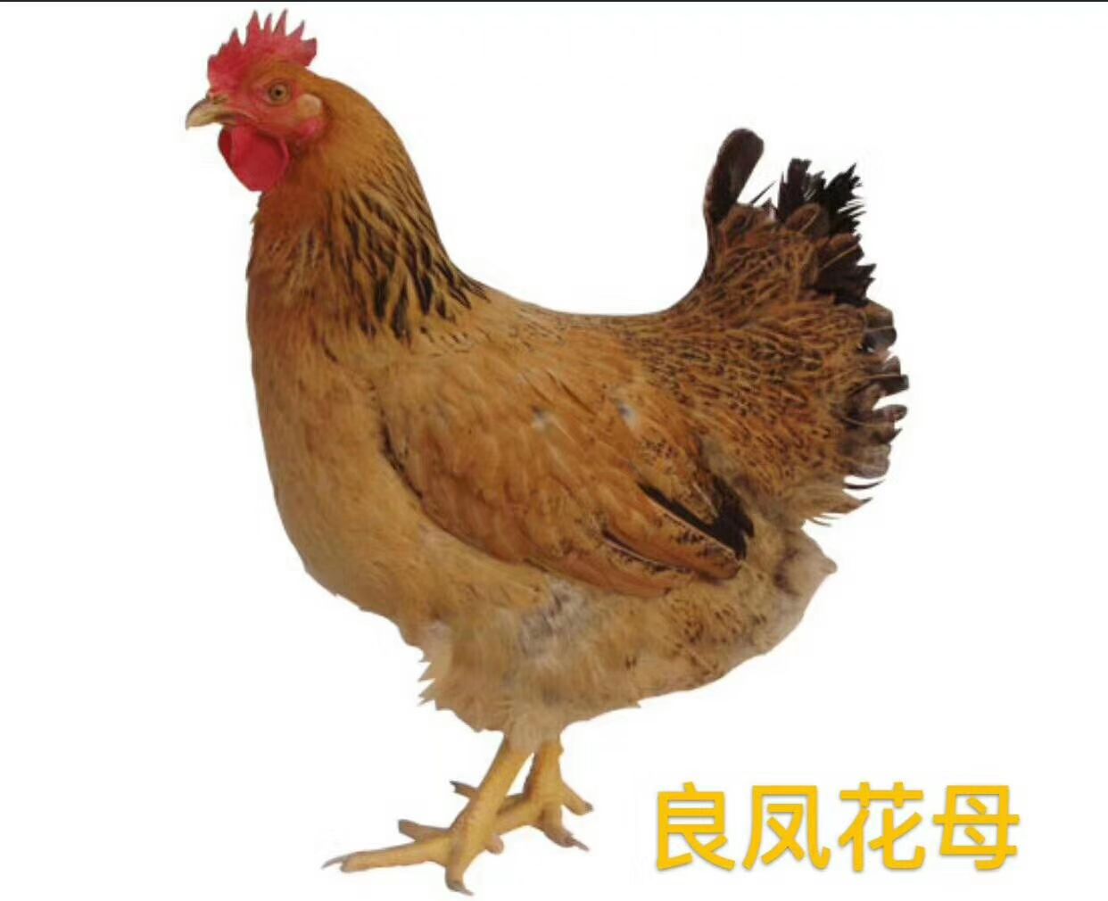  良种母鸡   良凤花母   （脱温苗）