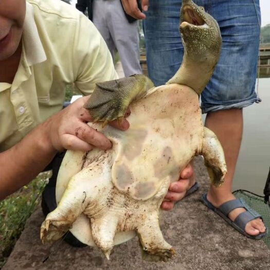 威远县 纯生态外塘甲鱼