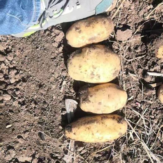 哈尔滨 东北基地种植直销冬储土豆