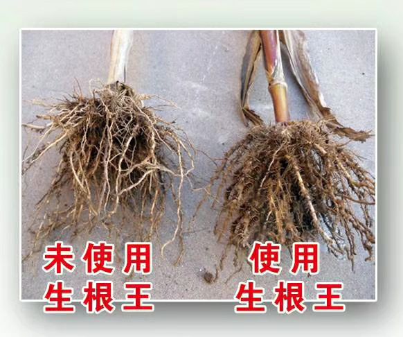复合微生物菌剂 生根王：改良土壤、培肥地力、均衡营养