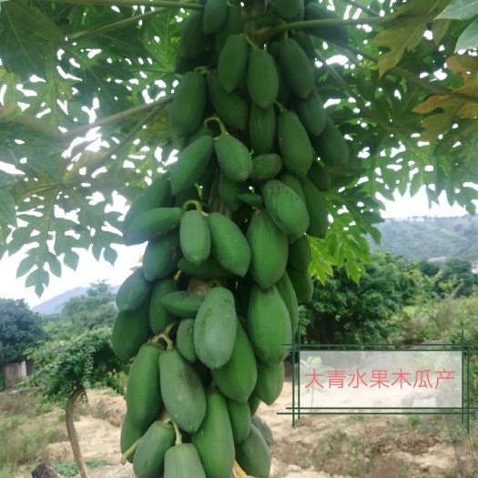 灵山县红心木瓜苗 水果种苗 广西钦州灵山发货 新鲜健康茁壮成长
