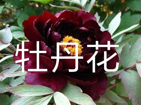 平邑县 观赏牡丹花，品种其全，长期开花，现挖现发，诚信第一