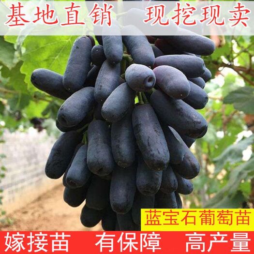 平邑县 正宗嫁接蓝宝石葡萄苗现挖现发包邮当年结果苗爬藤果树南北方种
