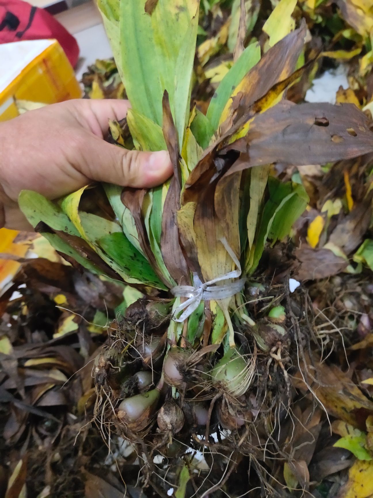  冰球子入药典品种