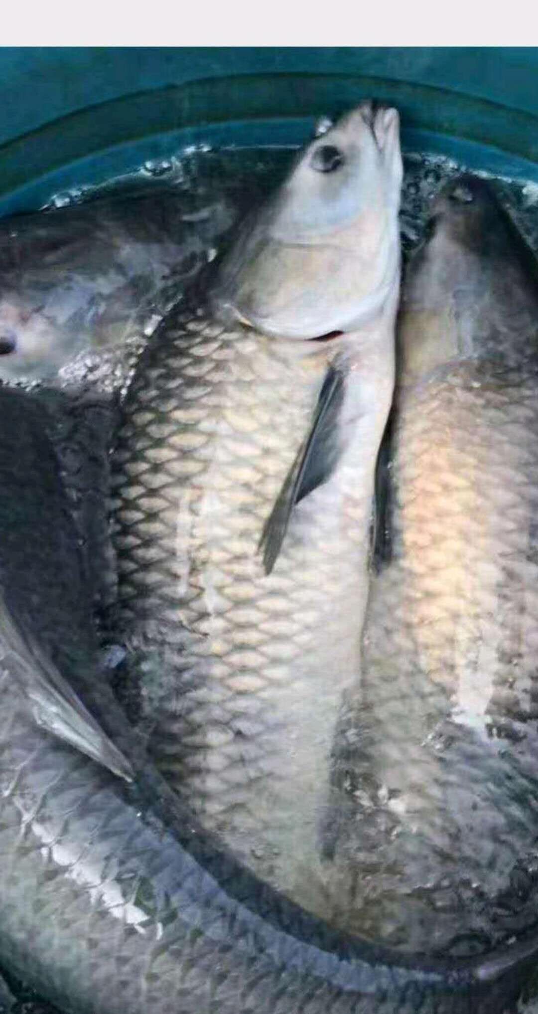 青魚