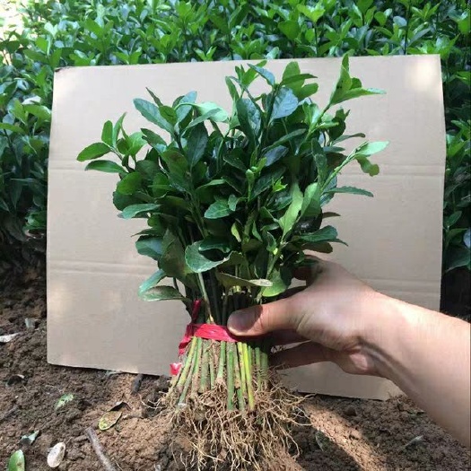 沭阳县黄杨冬青  冬青树苗大叶黄杨小苗冬青苗庭院篱笆苗四季常绿植物工程绿化苗